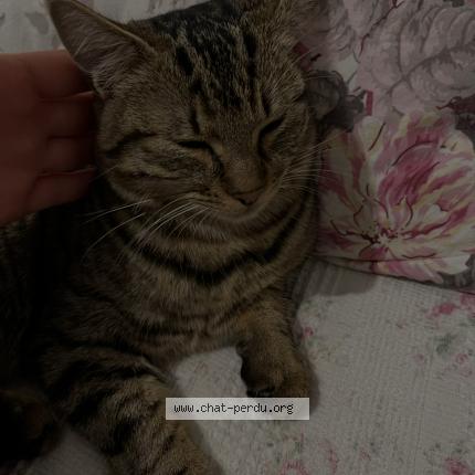 Photo 1/1 T’ekkir Chat perdu à Lorris