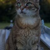 Photo de chat perdu à Montagnat