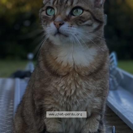 Photo 1/1 Cookie Chat perdu à Montagnat