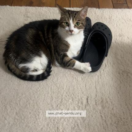 Photo 1/1 Katarina Chat perdu à Le raincy