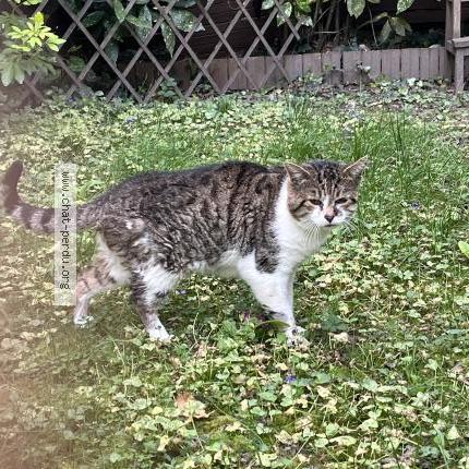 Photo 1/3 Chat trouvé Trouvé à Garches