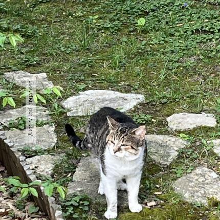 Photo 2/3 Chat trouvé Trouvé à Garches