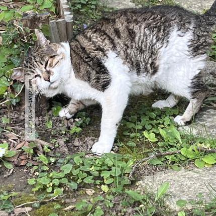 Photo 3/3 Chat trouvé Trouvé à Garches