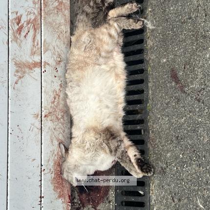 Photo 1/1 Chat trouvé Trouvé à Montussan