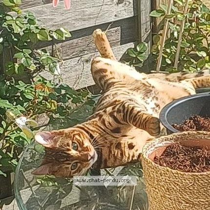 Photo 1/1 Ocelot Chat perdu à Argenteuil