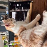 Photo de chat perdu à Montigny En Ostrevent