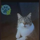 Photo de chat perdu à Charny