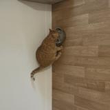 Photo de chat trouvé à Couzeix