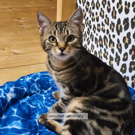 Photo 1/1 Yoshi Chat perdu à Isneauville