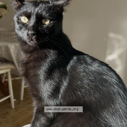 Photo 1/1 Misty Chat perdu à Saint ghislain