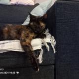 Photo de chat perdu à Tonnay Charente