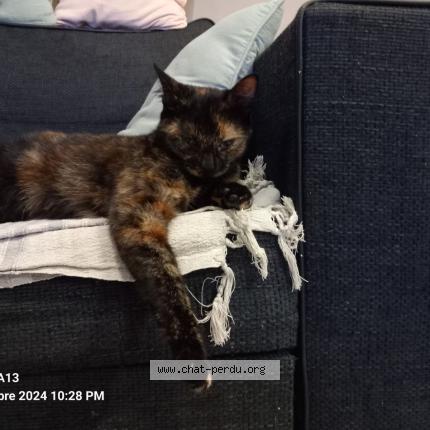 Photo 1/1 Babouche Chat perdu à Tonnay charente