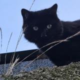 Photo de chat perdu à Fontaine