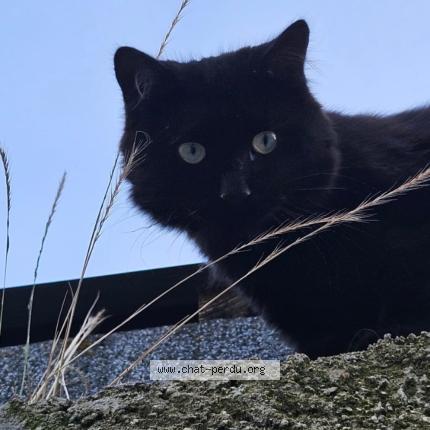 Photo 1/1 Pepsi Chat perdu à Fontaine