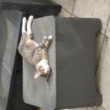 Photo de chat trouvé à Saint Brice Sous Foret