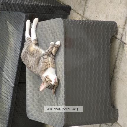 Photo 1/2 Chat trouvé Trouvé à Saint brice sous foret