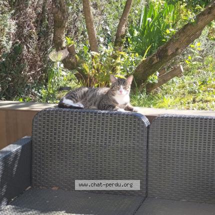 Photo 2/2 Chat trouvé Trouvé à Saint brice sous foret