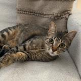 Photo de chat perdu à Bron