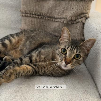 Photo 1/1 Mimi Chat perdu à Bron