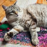 Photo de chat perdu à Bobigny