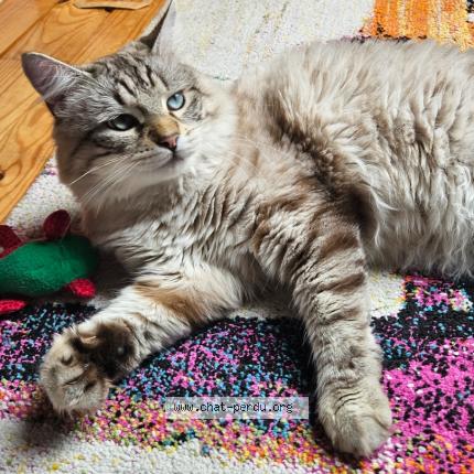 Photo 1/1 Aaron Chat perdu à Bobigny