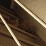 Photo de chat trouvé à Jumel