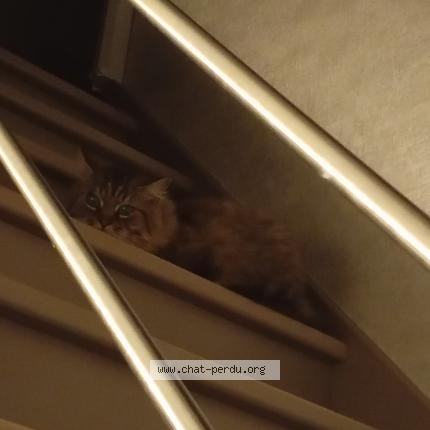 Photo 1/1 Chat trouvé Trouvé à Jumel