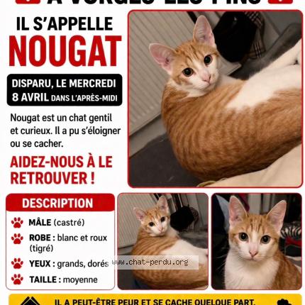 Photo 1/1 Nougat Chat perdu à Vorges les pins