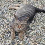 Photo de chat perdu à Saint Laurent D Arce