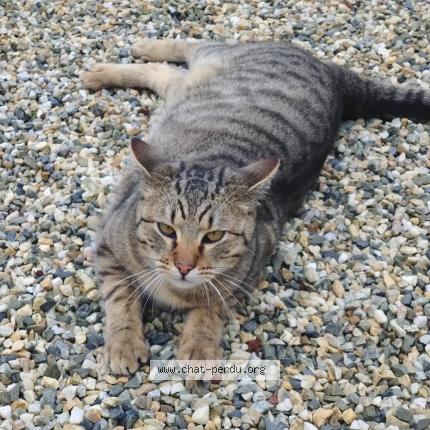 Photo 1/1 Chat retrouvé Perdu à Saint laurent d arce