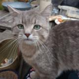 Photo de chat trouvé à Montreuil Sur Ille