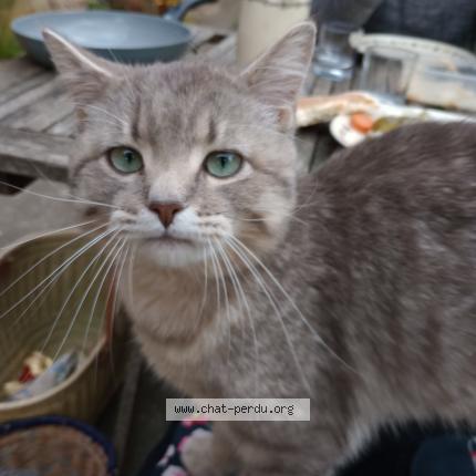 Photo 1/1 Chat trouvé Trouvé à Montreuil sur ille