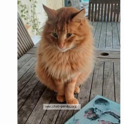 Photo 1/1 Winch Chat perdu à Saleilles