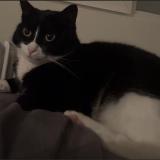 Photo de chat perdu à Bordeaux