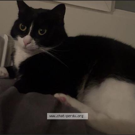 Photo 1/1 Bich bich Chat perdu à Bordeaux