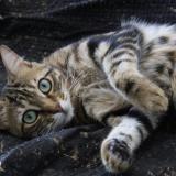 Photo de chat perdu à Bron