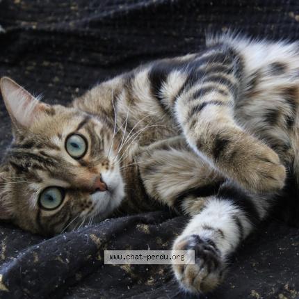 Photo 1/1 Koshka Chat perdu à Bron