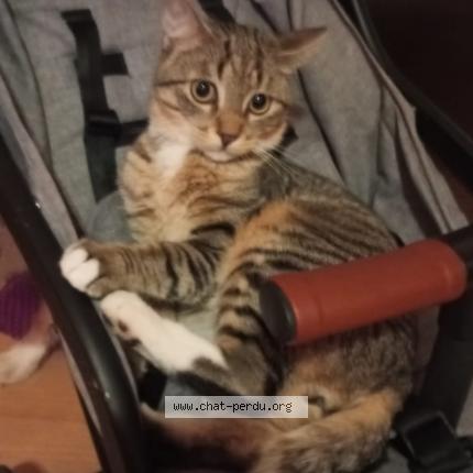 Photo 1/1 Chat retrouvé Perdu à Merignac