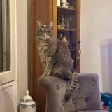 Photo de chat perdu à Carrieres Sur Seine