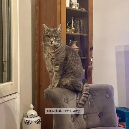 Photo 1/1 Mirabelle Chat perdu à Carrieres sur seine