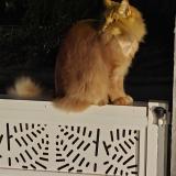 Photo de chat perdu à Palaiseau