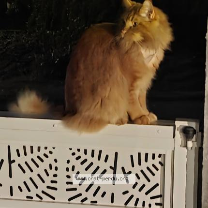 Photo 1/1 Gustave Chat perdu à Palaiseau