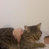 Photo de chat perdu à Nimes