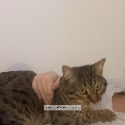 Photo 1/1 Simsim Chat perdu à Nimes