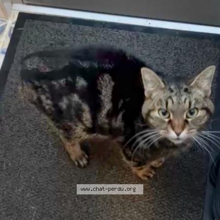 Photo 1/1 Chipie Chat perdu à Hirsingue