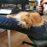 Photo de chat perdu à Pessac