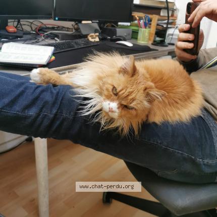 Photo 1/1 Garfield Minou Chat perdu à Pessac