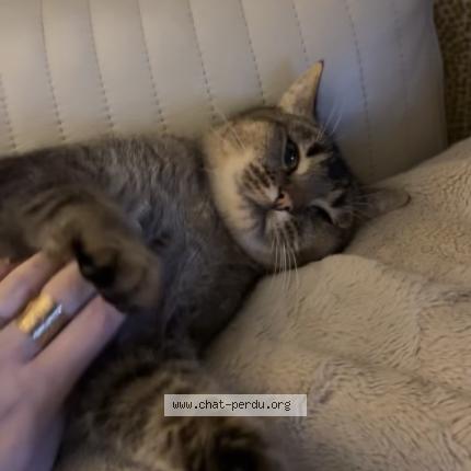 Photo 1/1 Lino Chat perdu à Biarritz