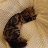 Photo de chat perdu à Anglet