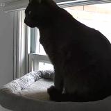 Photo de chat perdu à Ville De Quebec